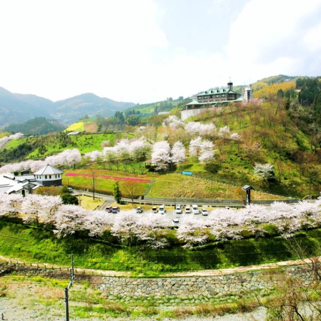 栗の里公園　桜