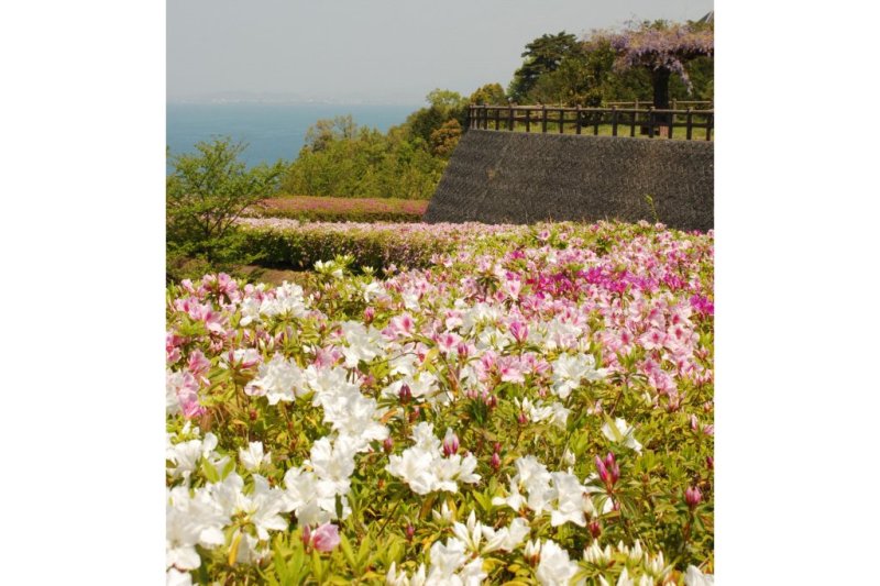 4月下旬から5月頃には、公園内にある宿泊所（ふれあいの館）周辺にツツジが咲き乱れる。