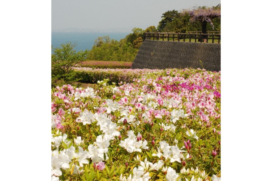 4月下旬から5月頃には、公園内にある宿泊所（ふれあいの館）周辺にツツジが咲き乱れる。