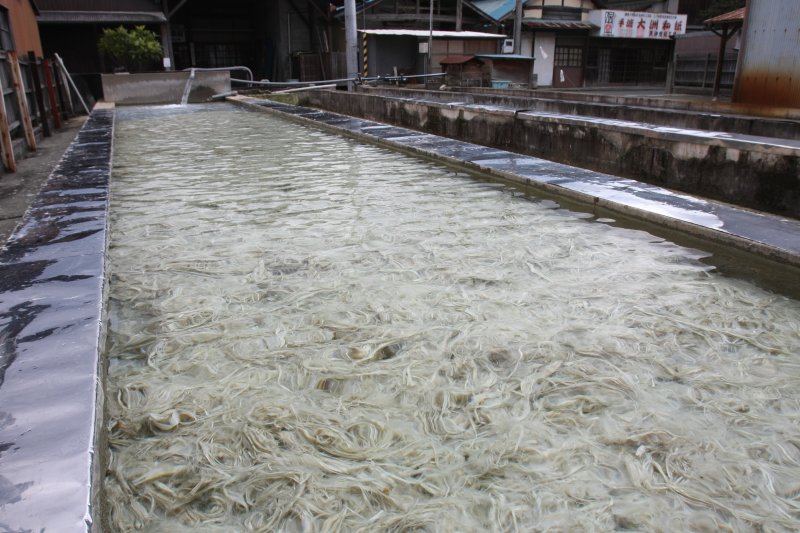 工場の敷地では楮（こうぞ）や三椏（みつまた）などの原料が日光と水にさらされ、和紙になるまでの過程を見ることができる。
