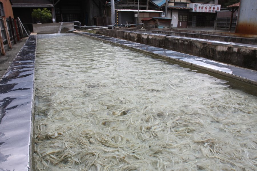 工場の敷地では楮（こうぞ）や三椏（みつまた）などの原料が日光と水にさらされ、和紙になるまでの過程を見ることができる。