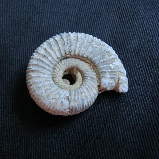 愛媛県総合科学博物館　新春イベント「さがしてみよう！化石発掘体験」