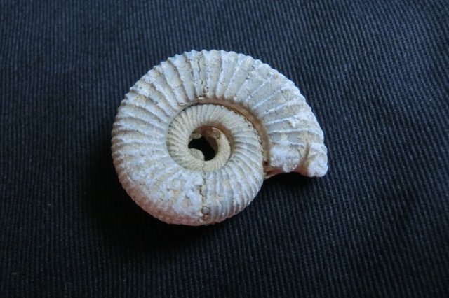 愛媛県総合科学博物館　新春イベント「さがしてみよう！化石発掘体験」