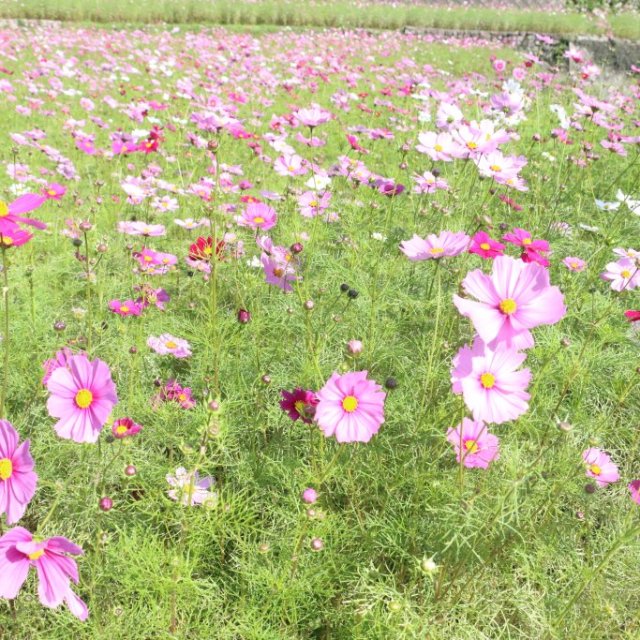 【西条市】天川棚田のコスモス