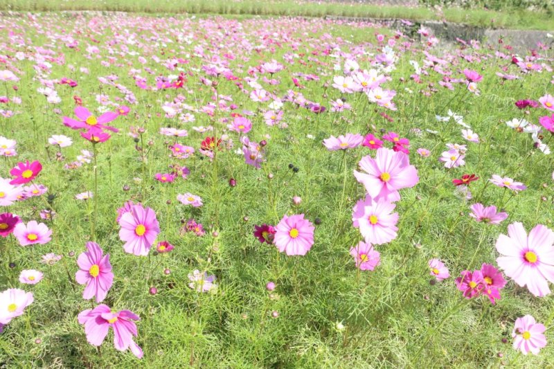 コスモス