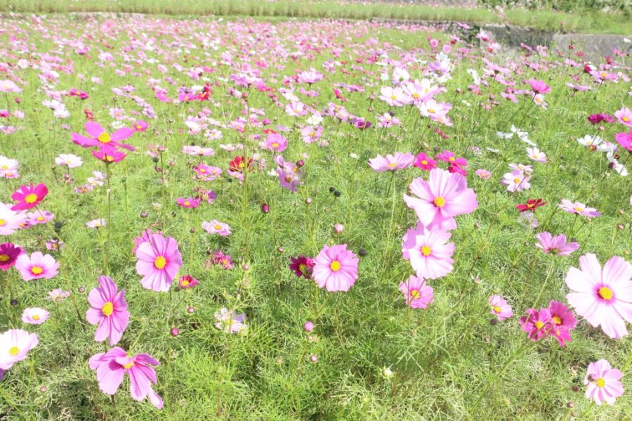 コスモス