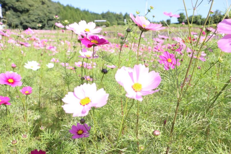 コスモス