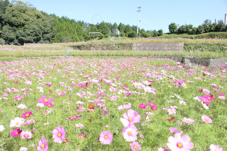 棚田とコスモス