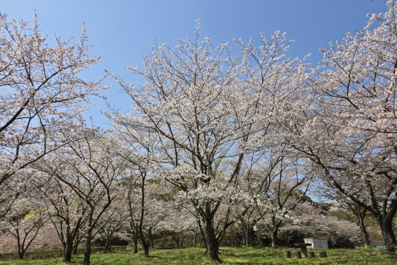 桜が咲きます。
