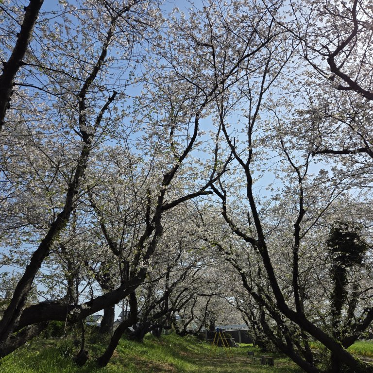 【西条市】吉田河原の桜