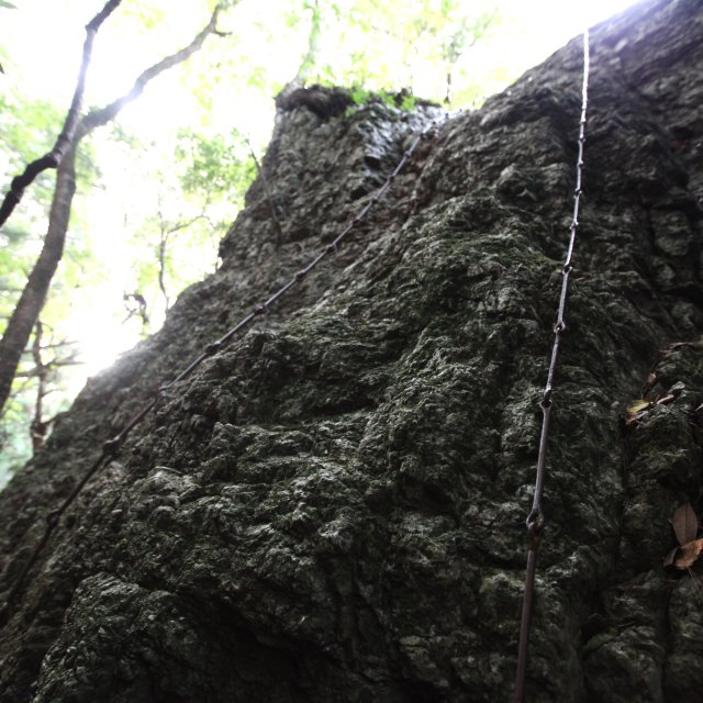 だらり権現