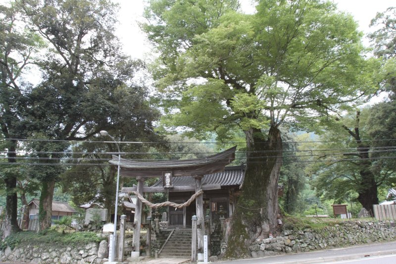 鳥居の横にあるケヤキは、根回りが11mで樹高が40mもあり、推定樹齢は1000年以上といわれておりその迫力に圧倒される。