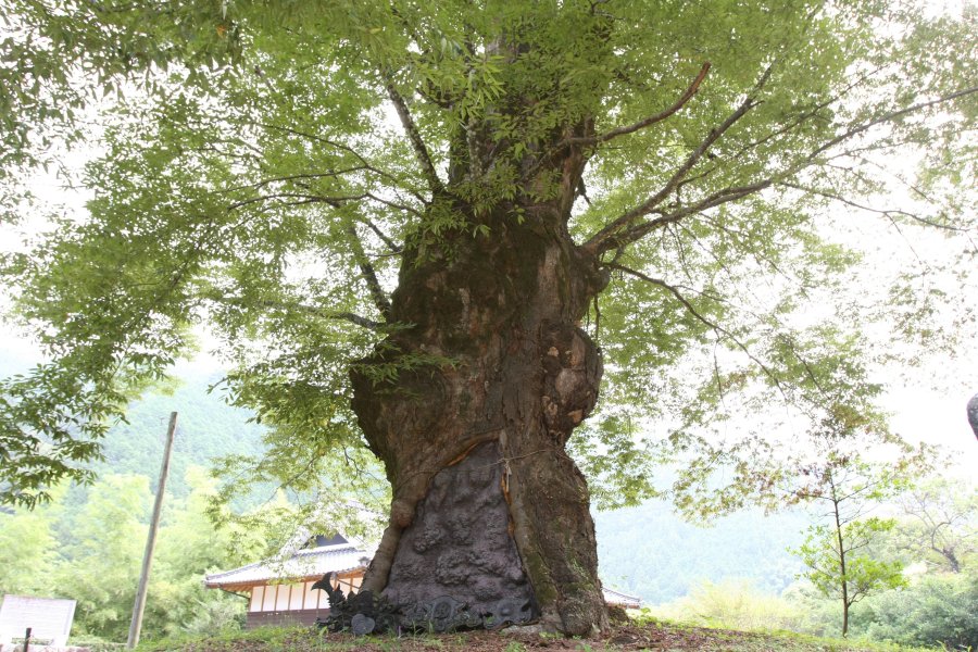 境内中央にある苔むした巨大なケヤキは、今もなお枝葉をいっぱいに広げ生命力にあふれている。