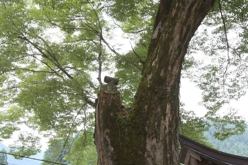 約8mの高さまで空洞になっているケヤキの巨木は、その空洞を埋めて空気の出入りを良くするために煙突が立てられている。