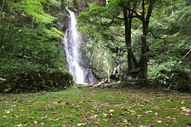 地面にはビッシリと苔が生えており、手付かずの自然に触れられる。