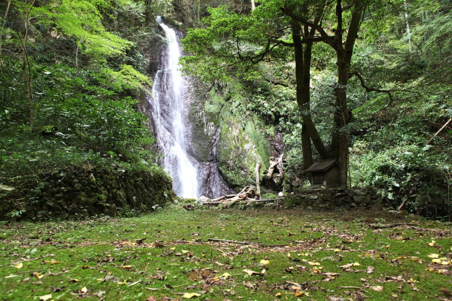 地面にはビッシリと苔が生えており、手付かずの自然に触れられる。