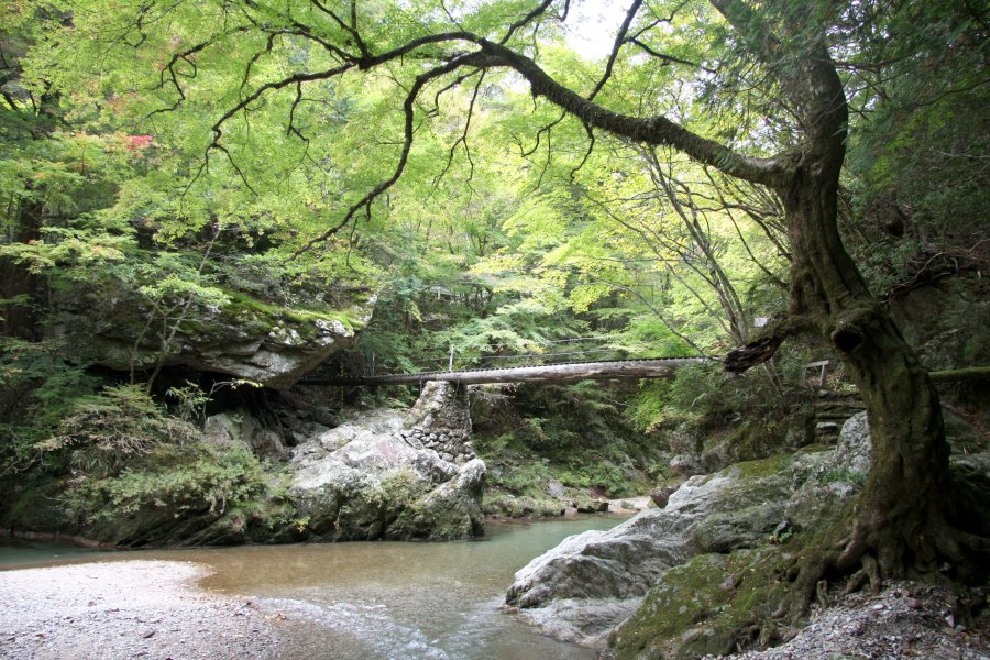 風情ある丸太橋がかけられており、橋からの眺めは遊歩道とは一味違った景観を見渡すことができる。