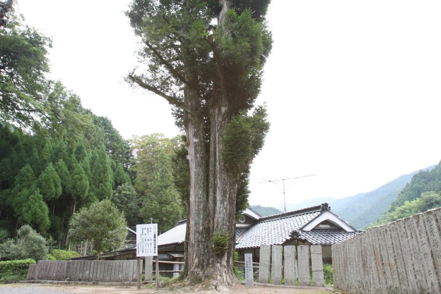 境内には推定樹齢700～800年のカヤが2本あり、親しみを込めて兄弟カヤと呼ばれている。町の天然記念物に指定されている。