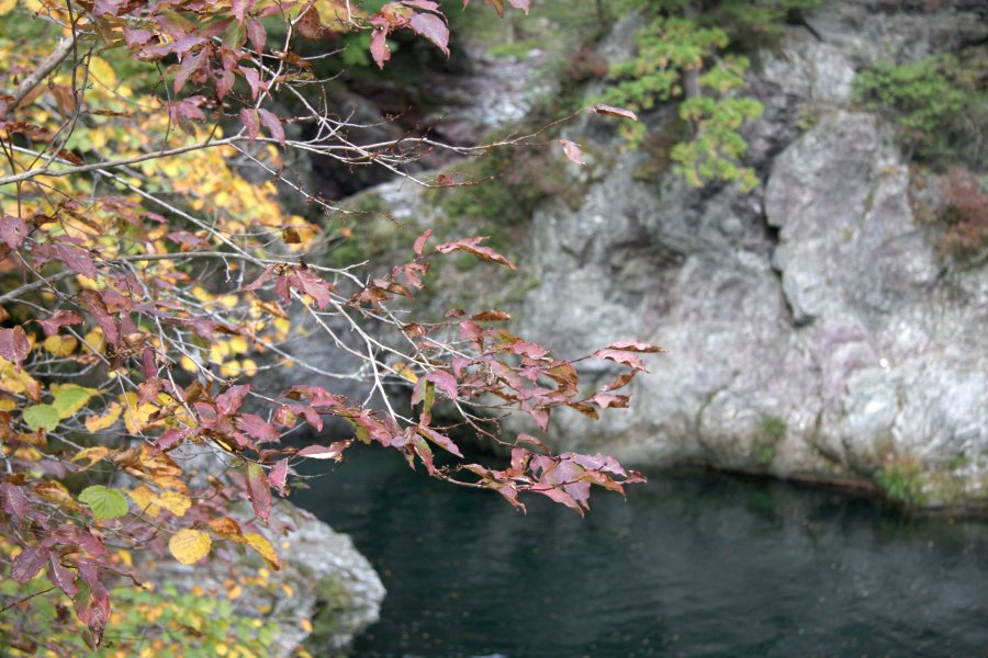 安芸貞渕は四季を通して、様々な景観を生み出す。その中でも秋の紅葉した安芸貞渕は絶景。