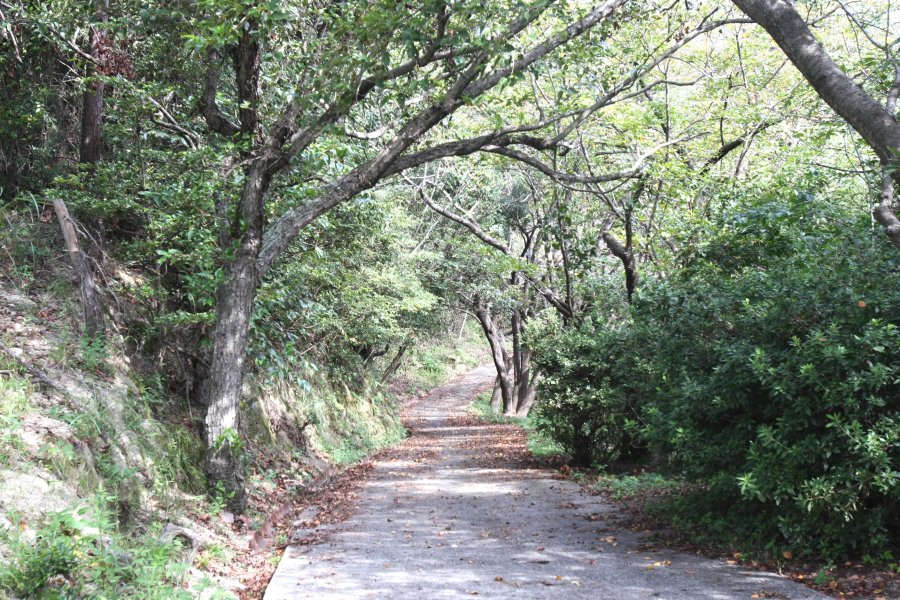 展望台までの道は桜の並木道によるトンネル状になっており、木漏れ日と木々のざわめきを感じながら散策できる。