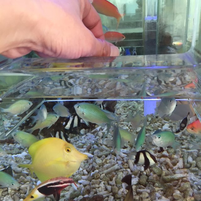 えさやり