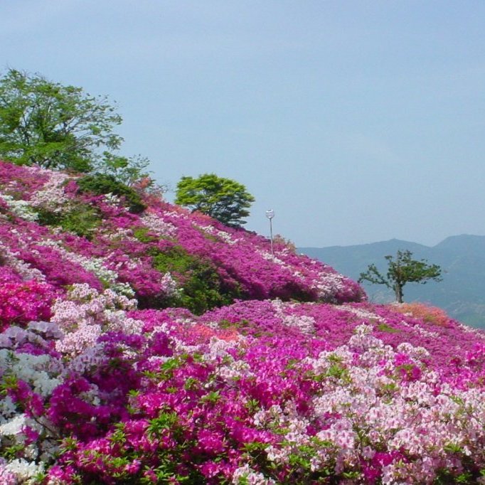 日本有数のツツジの名所・冨士山公園
