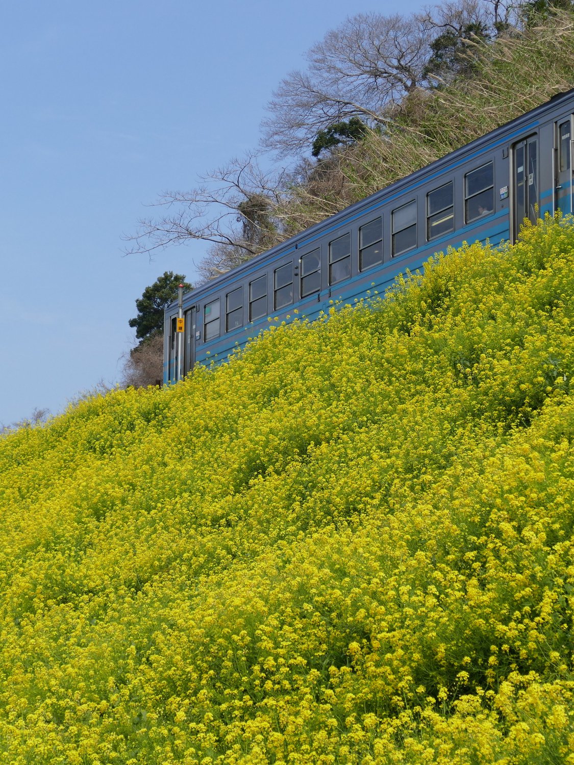 春、車窓の旅。