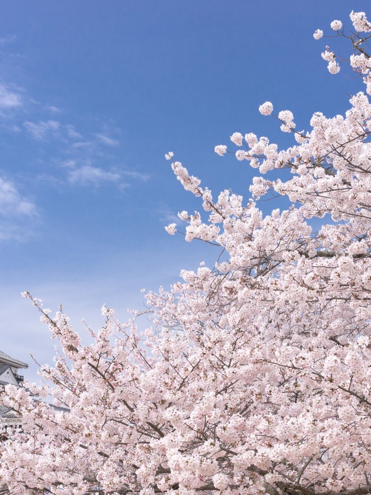 桜と城、日本の美。