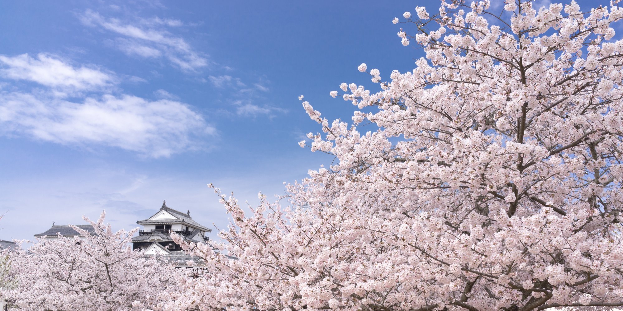 桜と城、日本の美。