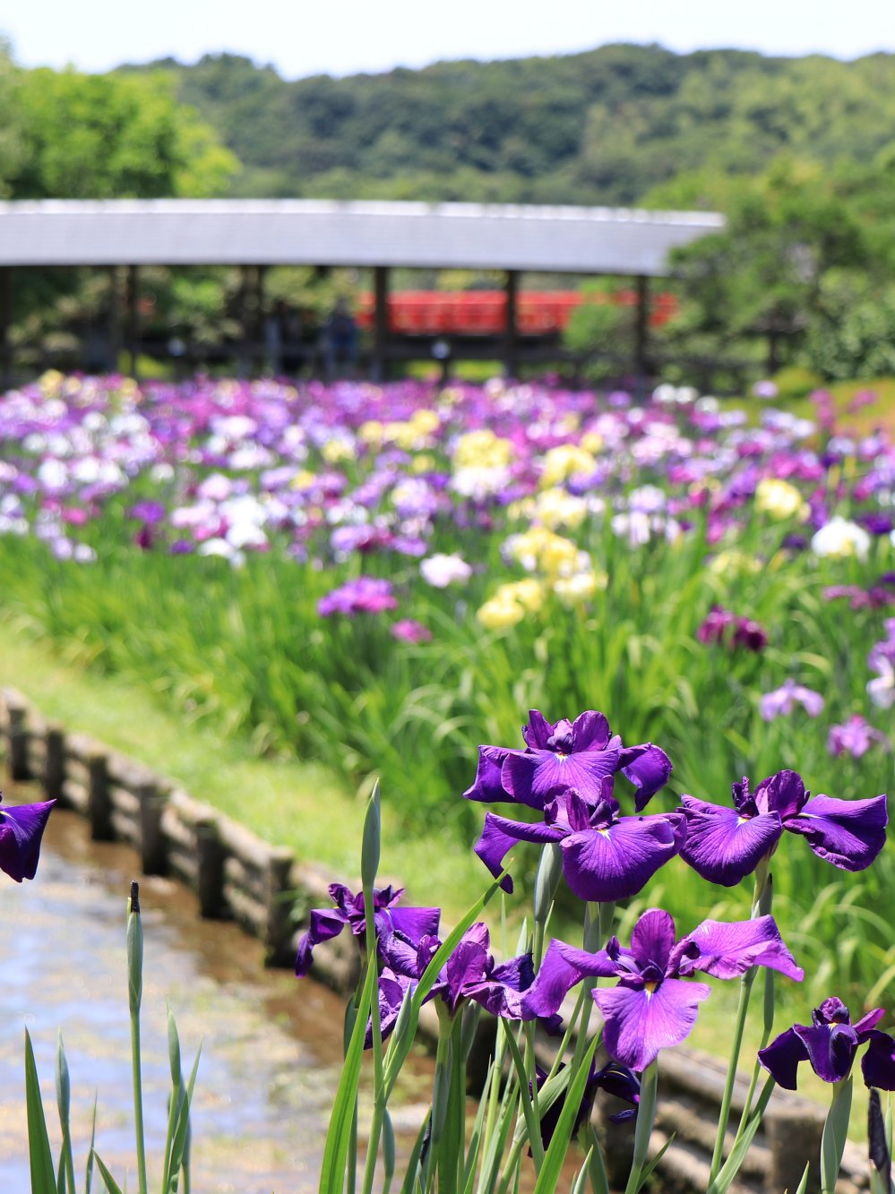 たおやかな、花菖蒲。