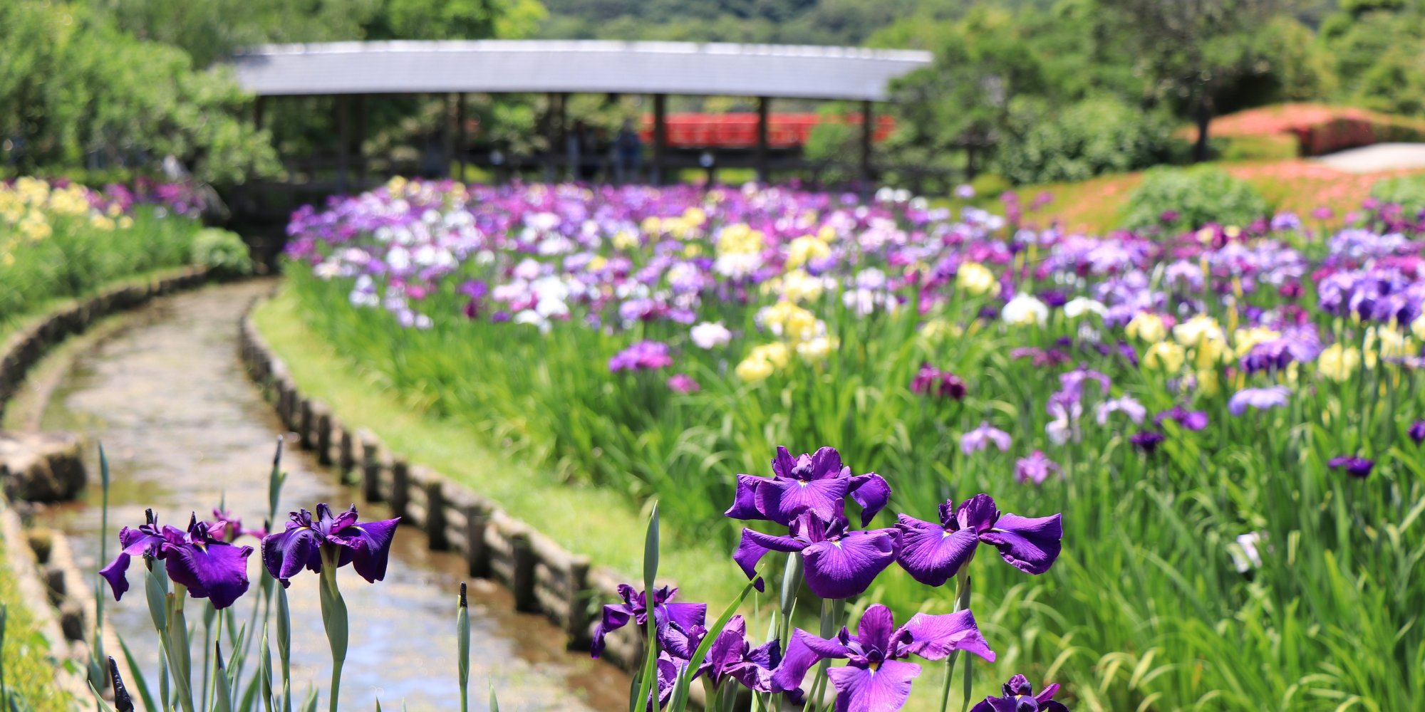 たおやかな、花菖蒲。