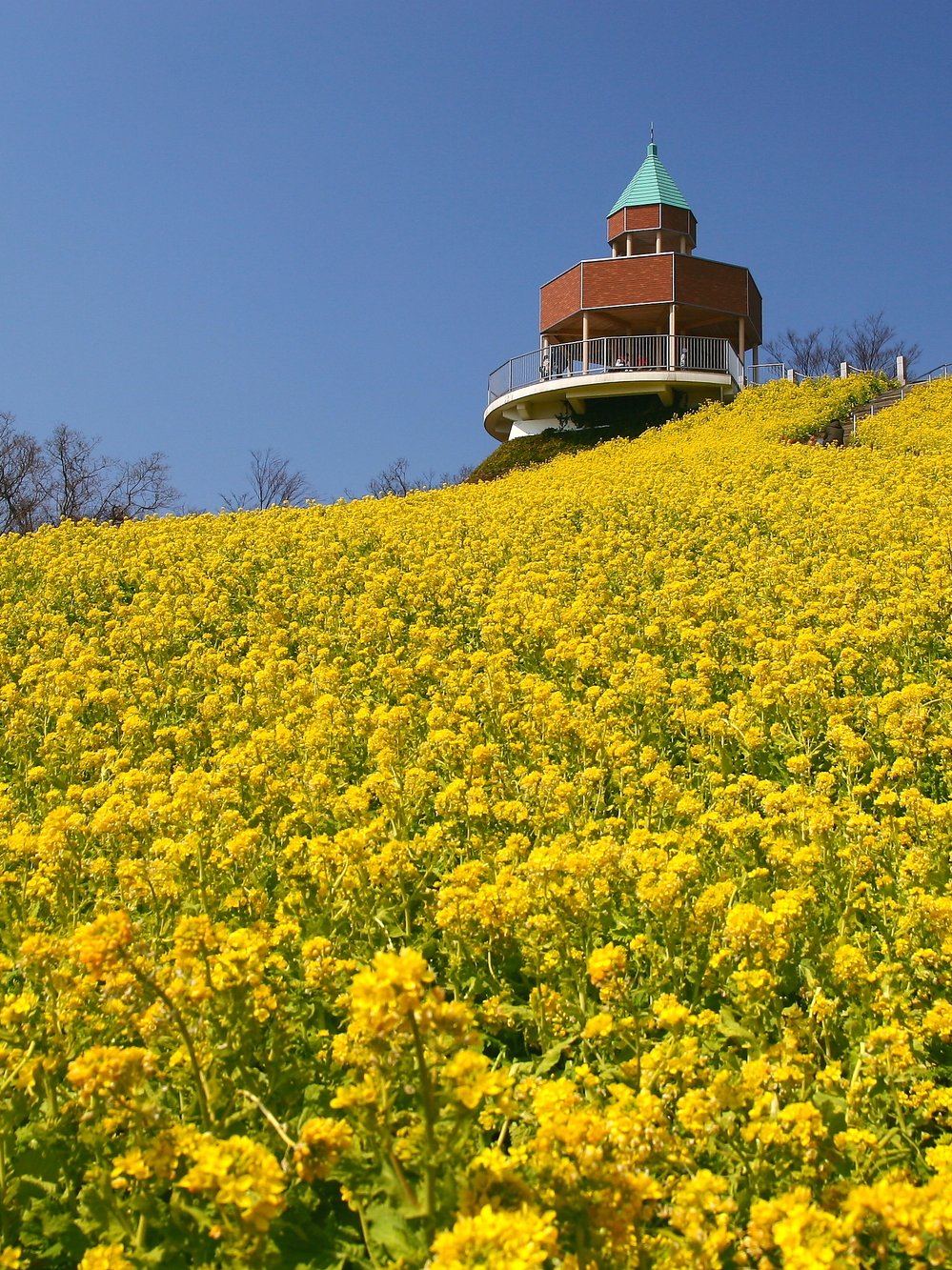 一面の、菜の花。