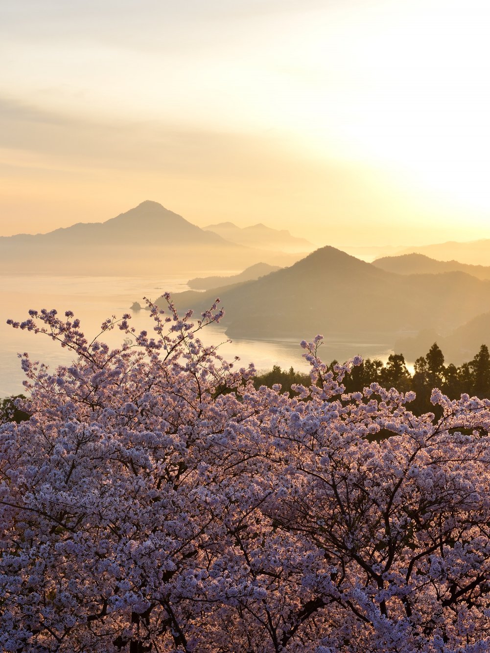 さくらと、島めぐり。