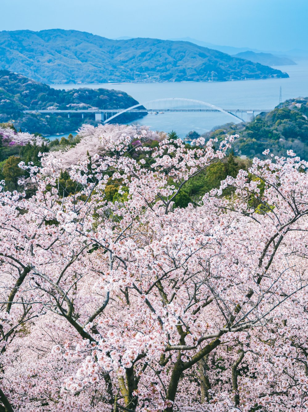 開山公園の桜