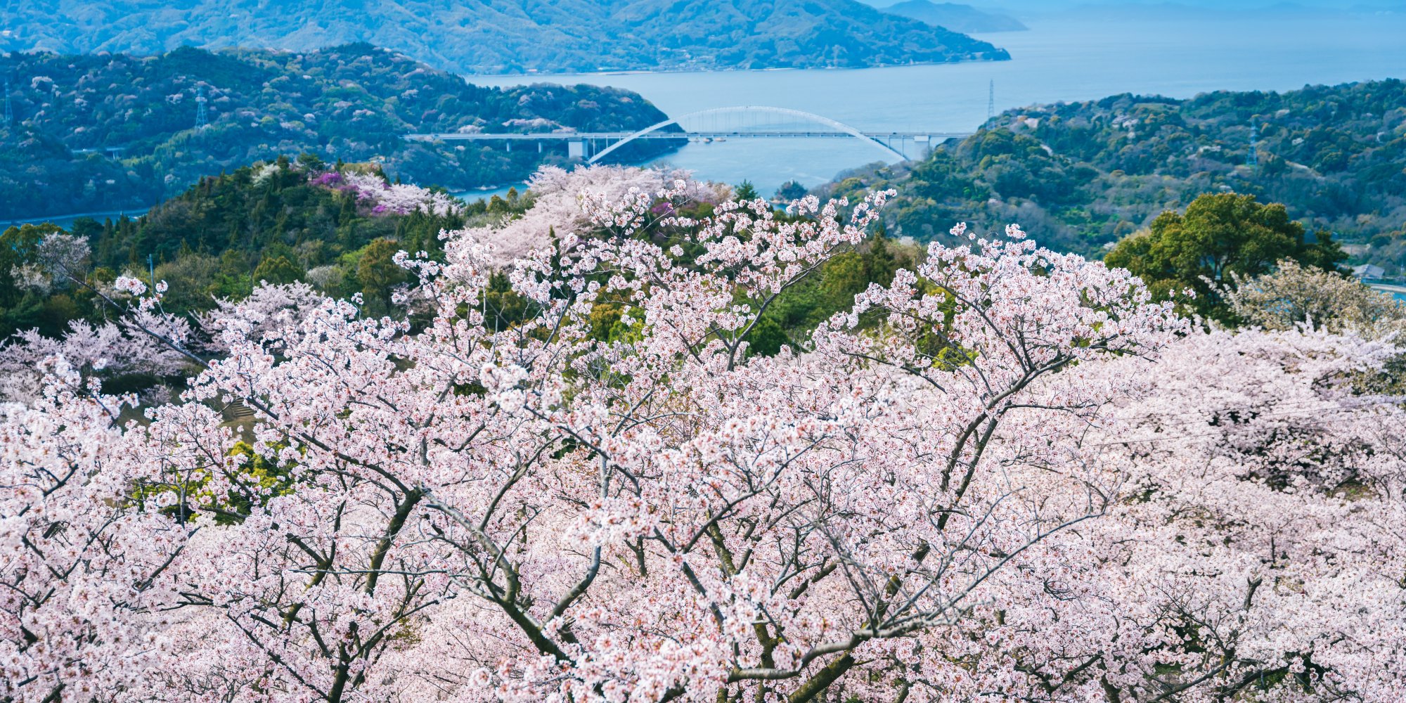 開山公園の桜