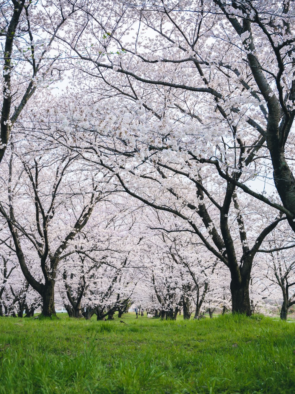 重信川の桜並木