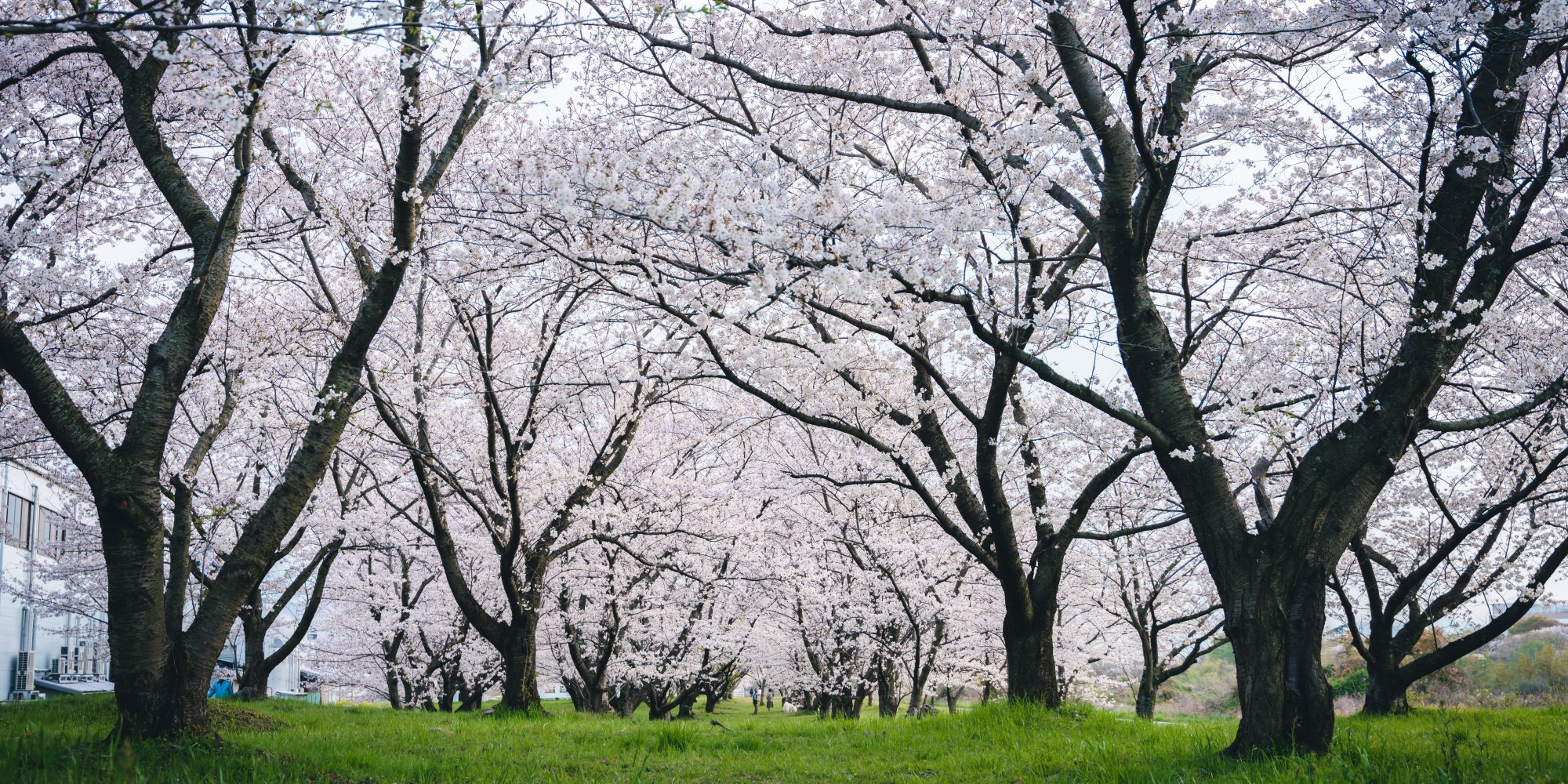 重信川の桜並木