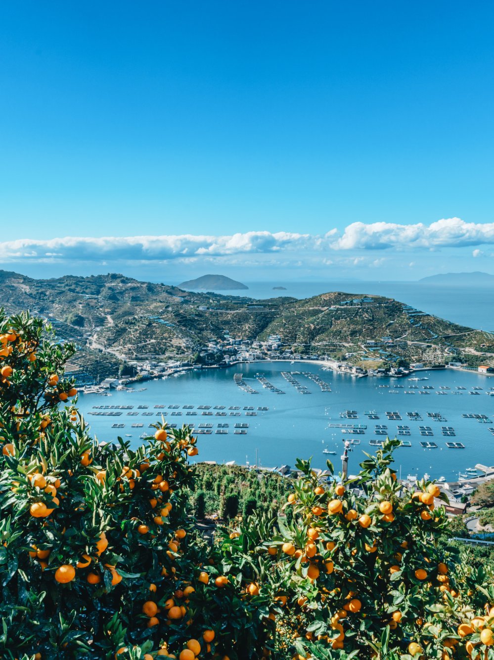 みかん段々畑からの風景
