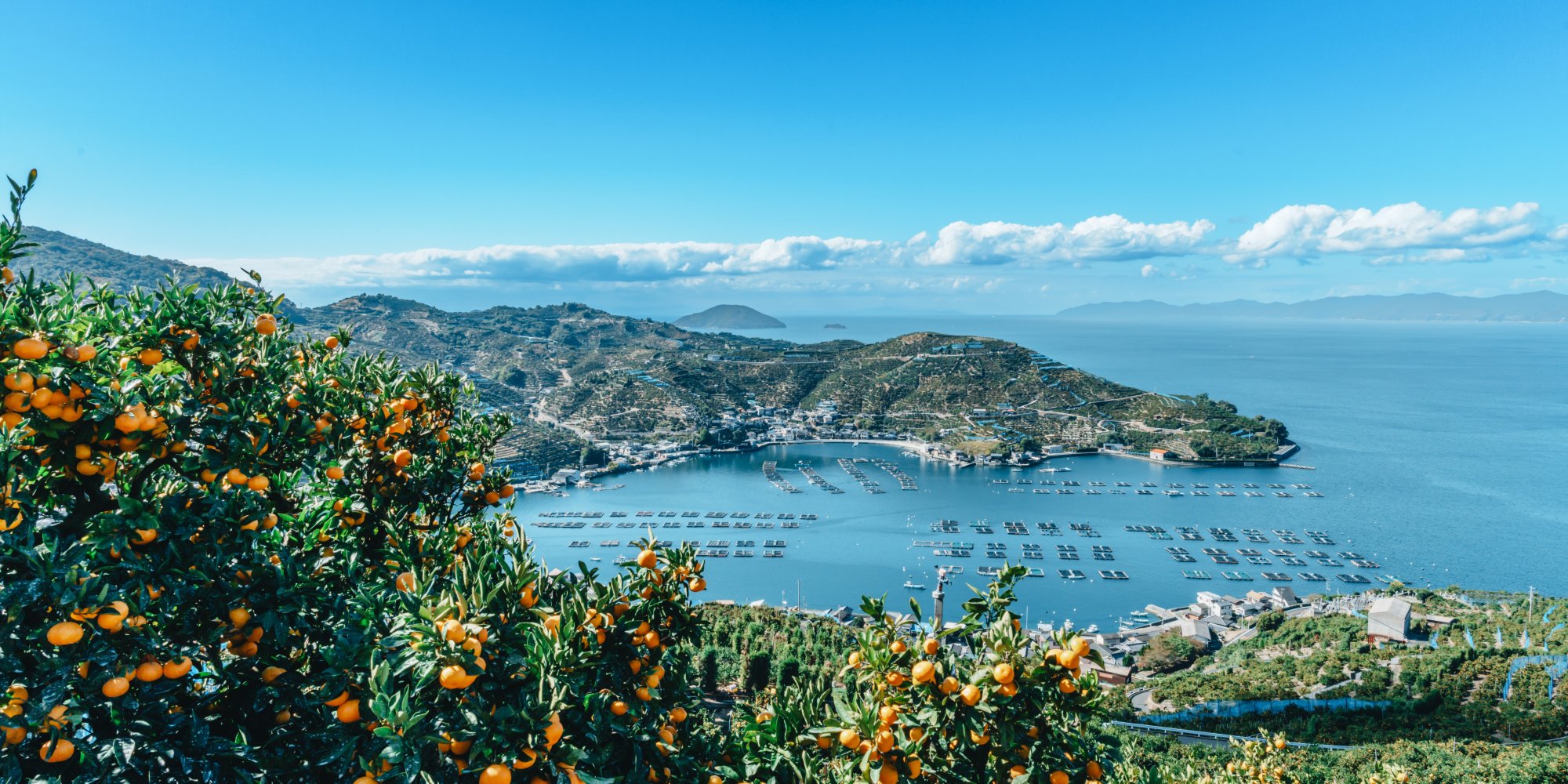 みかん段々畑からの風景