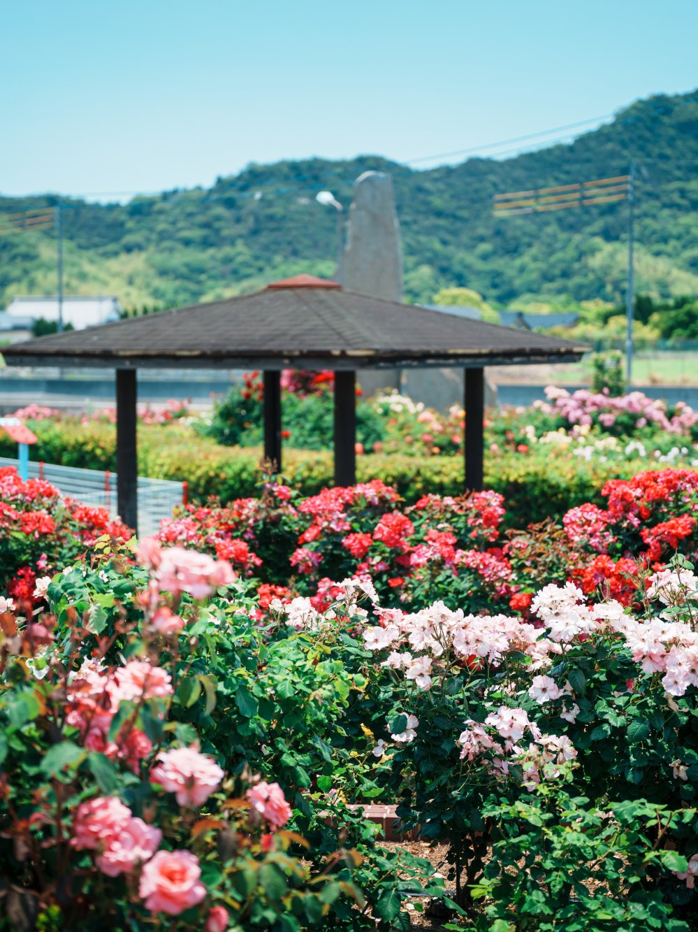 よしうみバラ公園