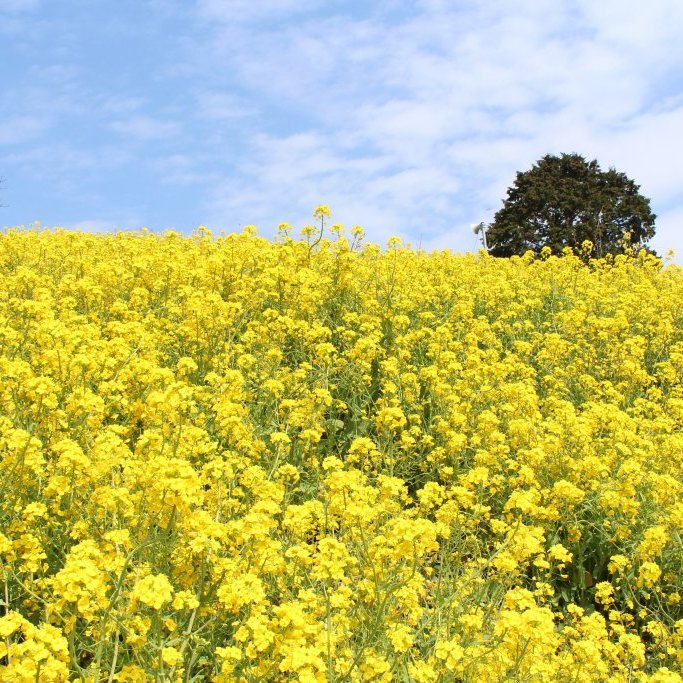 菜の花が咲き誇る・佐礼谷黄色い丘