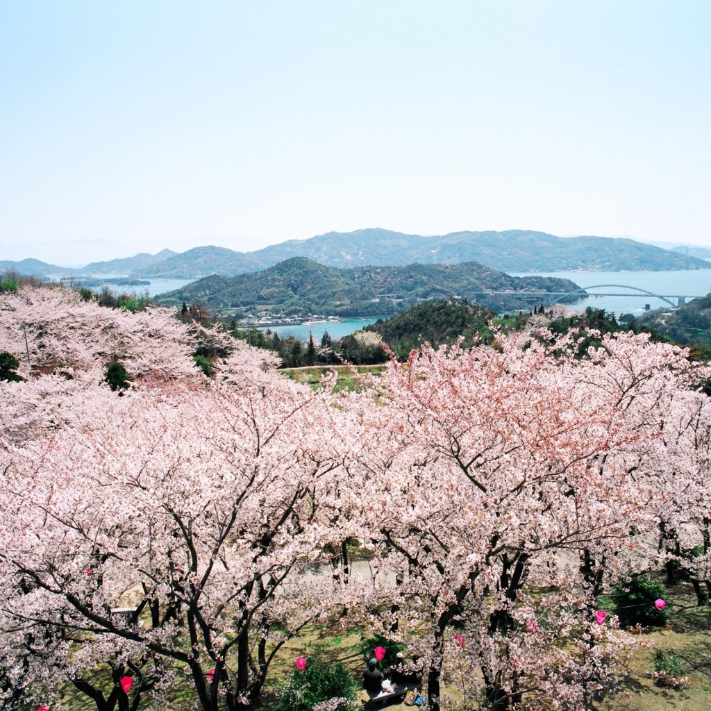 しまなみ海道の桜の名所・開山公園