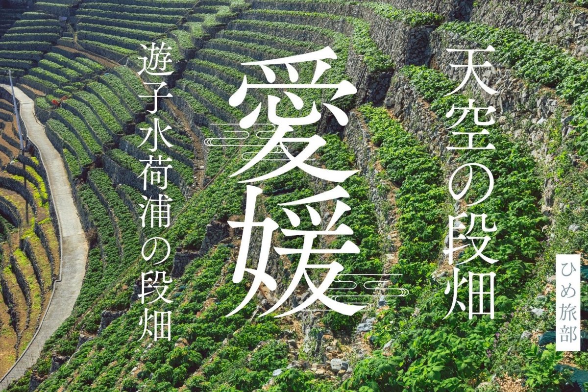 【愛媛観光】まるで天空の段畑！遊水子荷浦の段畑からの景色が絶景だった
