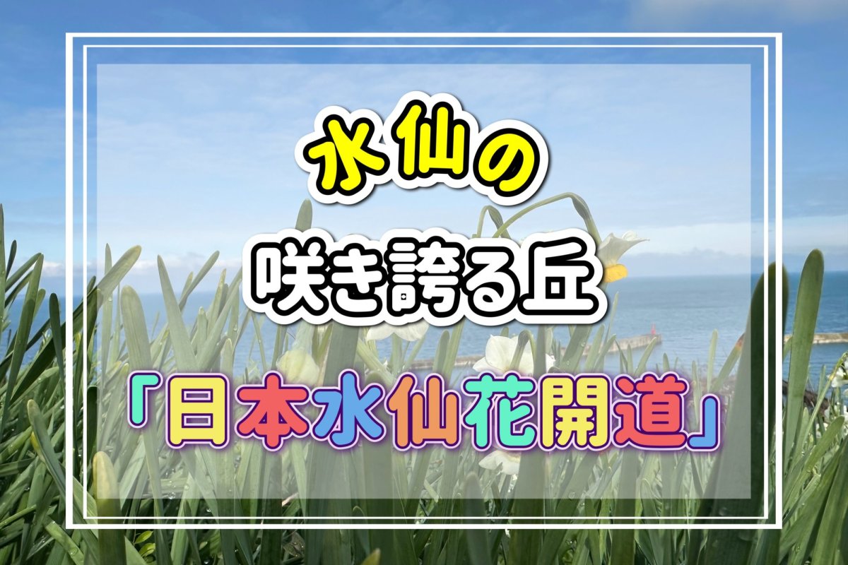 愛媛県伊予市「日本水仙花開道」：白い「日本水仙」と碧い伊予灘が織りなす絶景スポット