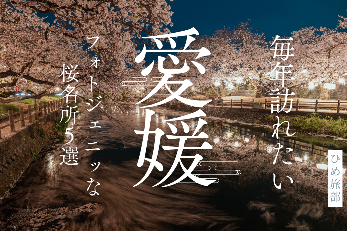 【愛媛県の桜スポット】毎年訪れたいフォトジェニックな名所5選
