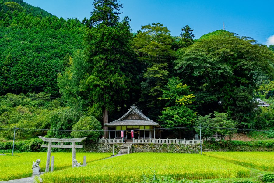 【愛媛県伊予市】老杉のご神木・石鳥居がある栗田の烏帽子杜三島神社