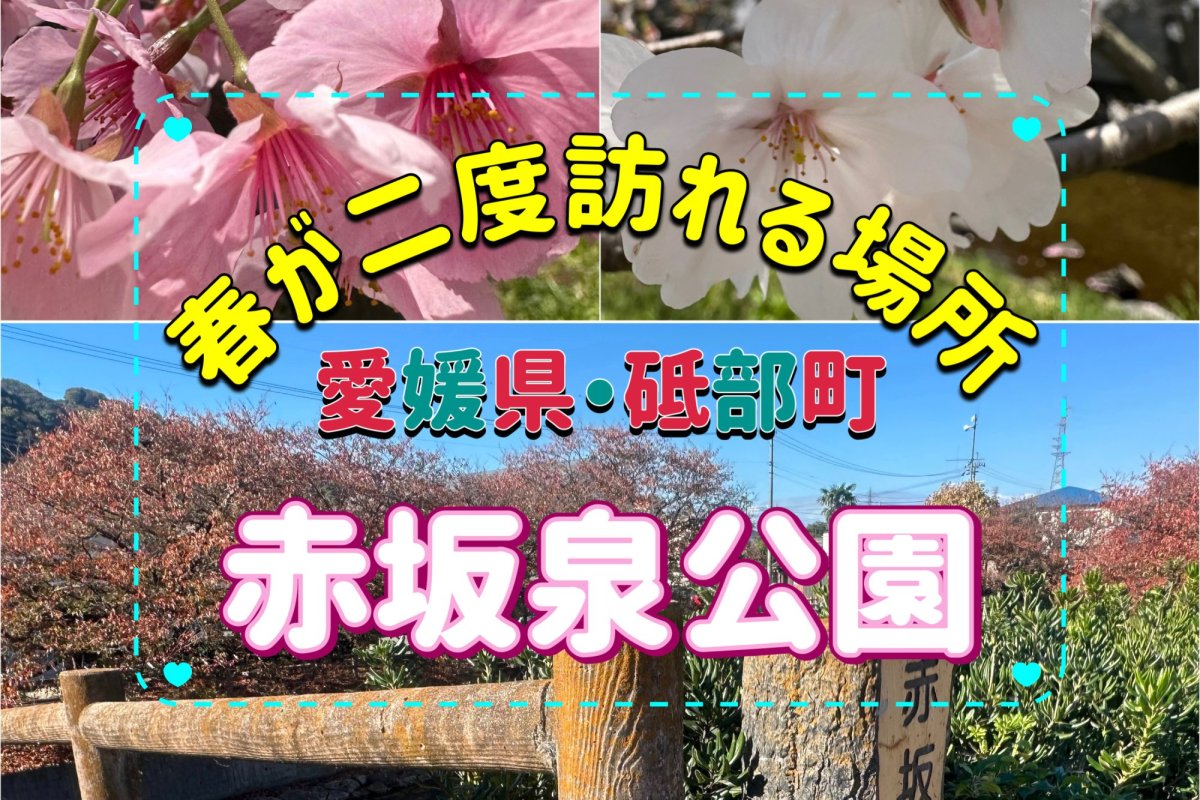 春が二度訪れる場所：愛媛県・砥部町「赤坂泉公園」の陽光桜とソメイヨシノを楽しむ桜散歩