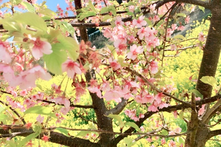 【愛媛県伊予市】一年を通して楽しめる双海町で遊ぼう～遊び、食、絶景を大満喫！～