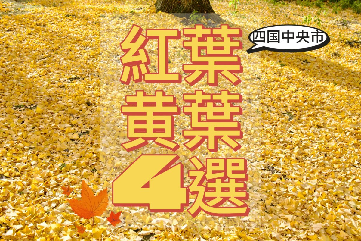【愛媛県四国中央市で秋を満喫！】必ず行きたくなる！  紅葉・黄葉 スポット 4選