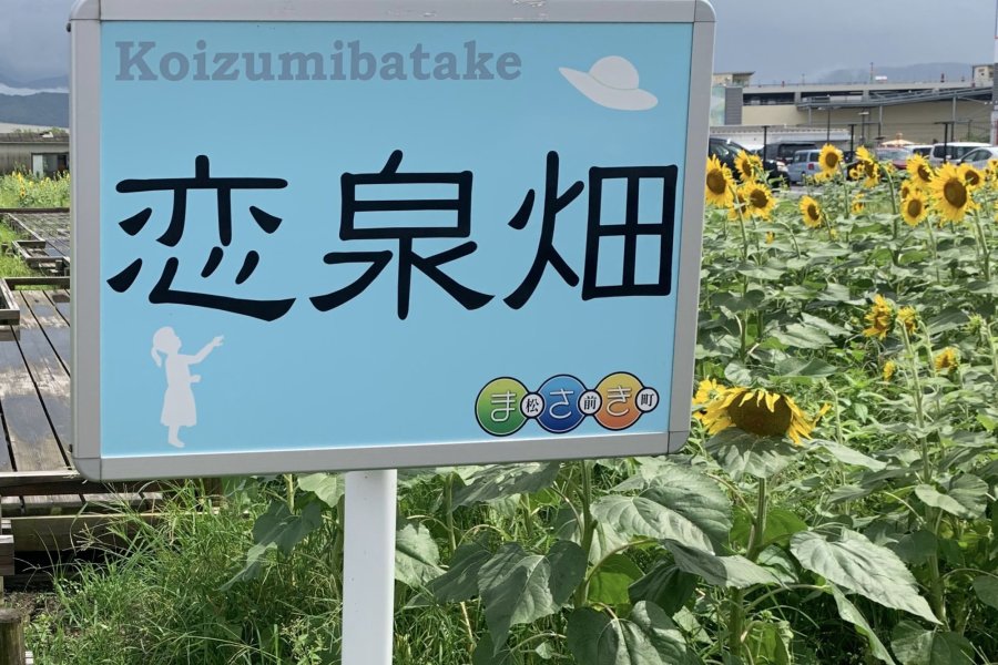 伊予郡松前町に広がる花畑：「恋泉畑」で感じる癒しの風景
